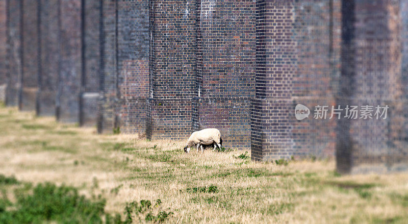 拉特兰韦兰高架桥前田野里的羊