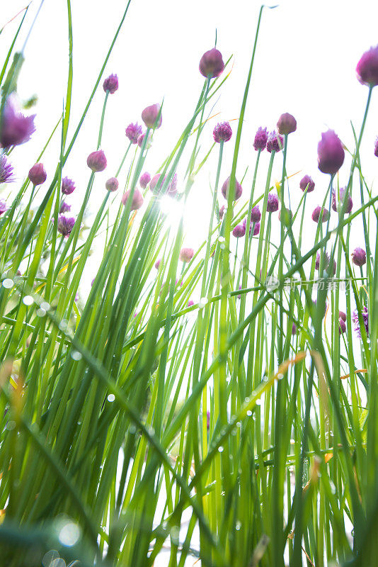 韭菜(葱)花头-低角度视图