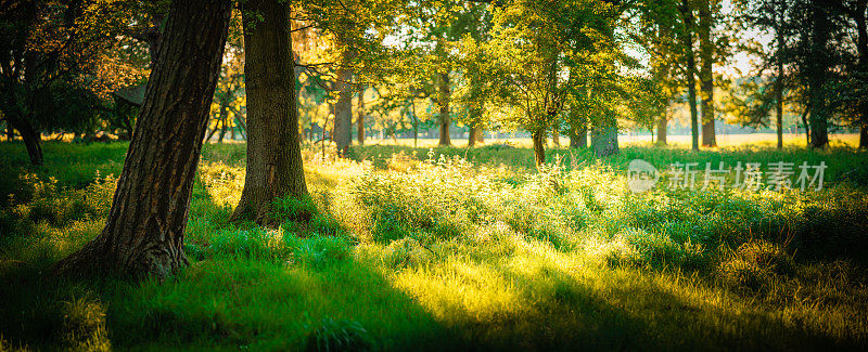 森林荨麻和草的全景突出在明亮的阳光与选择性焦点