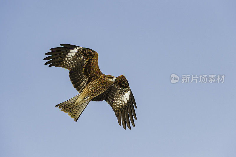 黑耳风筝，又称黑耳风筝，是一种中等大小的猛禽，属于鹰科。日本北海道钏路。飞行。