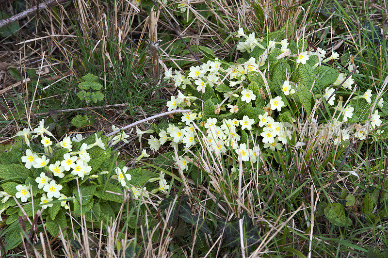 野生报春花增长。英国多塞特郡温伯恩市威斯尚顿附近的克里切尔庄园，一条公共小径。
