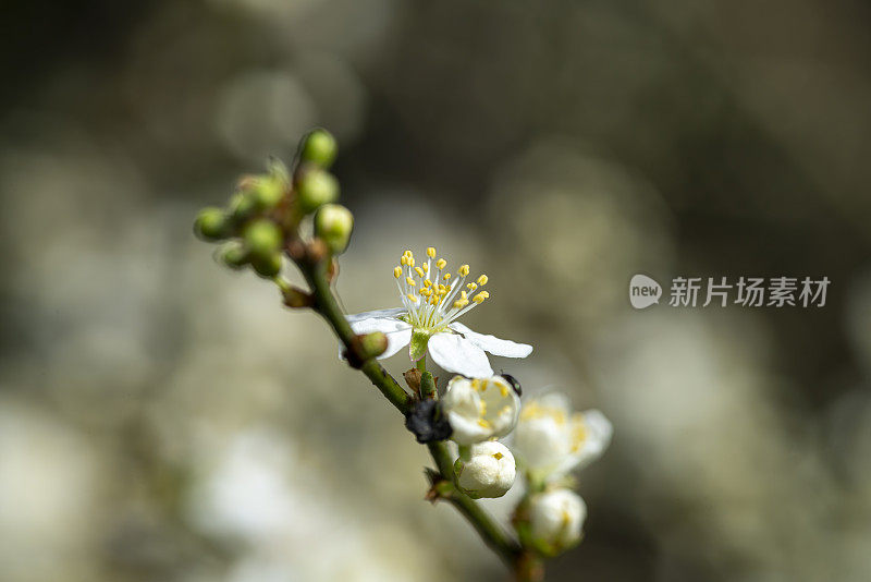 黑刺李在早春开花开花。