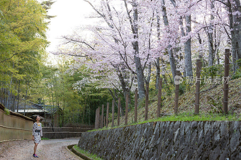 日本妇女享受樱花在风中吹拂