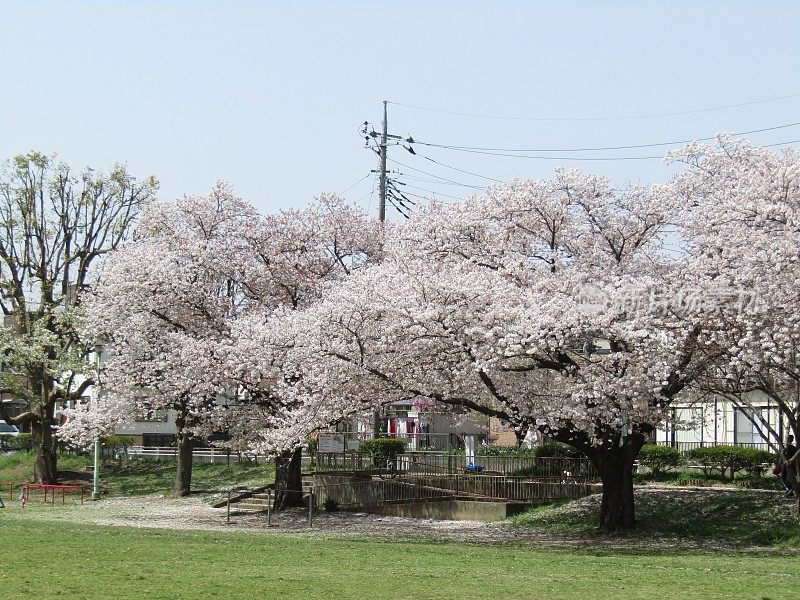 日本。3月底。到处都是樱花。