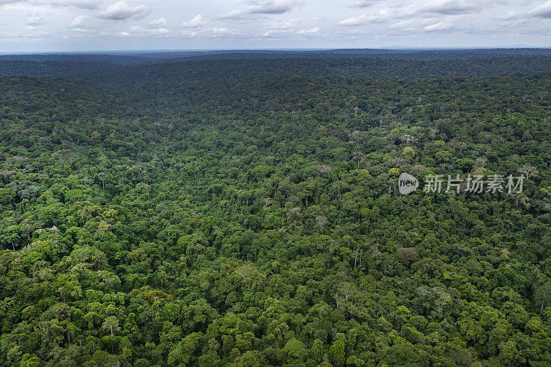 鸟瞰图，无边无际的非洲雨林，刚果盆地