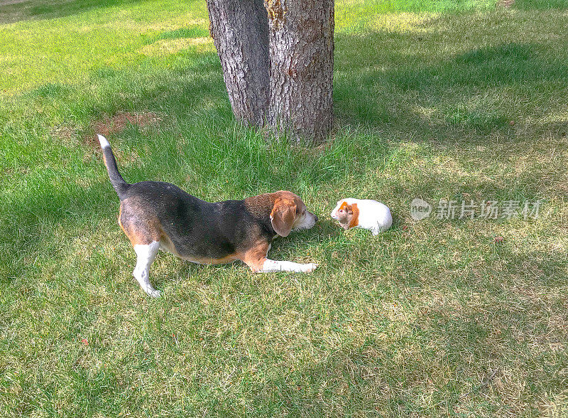 小猎犬和豚鼠在草地上玩耍