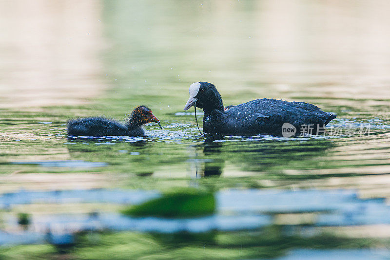 白骨顶妈妈在水里喂养她的孩子，荷兰城市公园野生动物