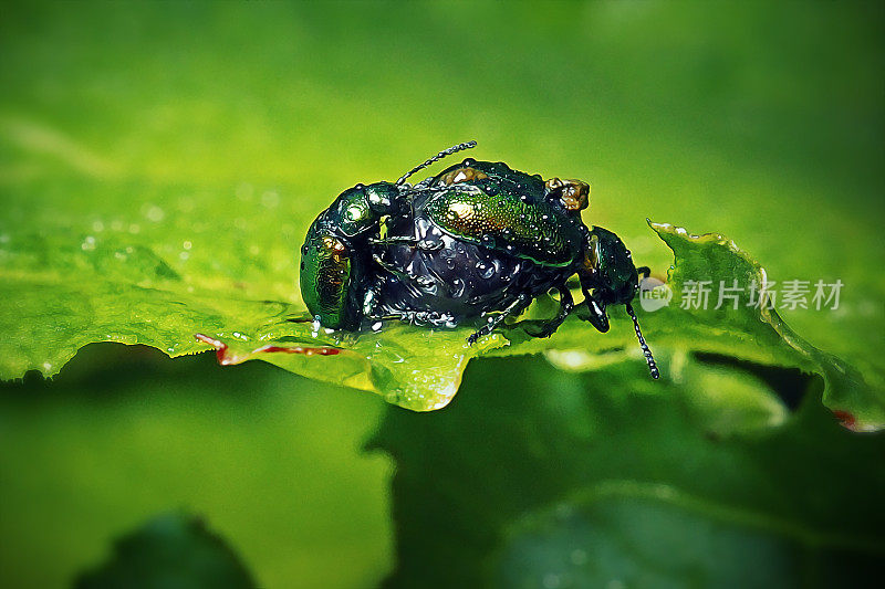 绿船坞叶甲虫昆虫