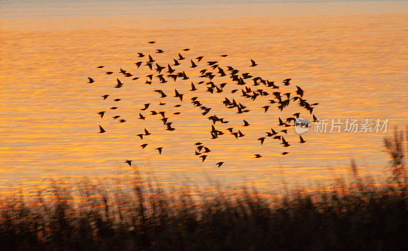 一群飞翔的椋鸟在橙色的余晖中飞过湖面