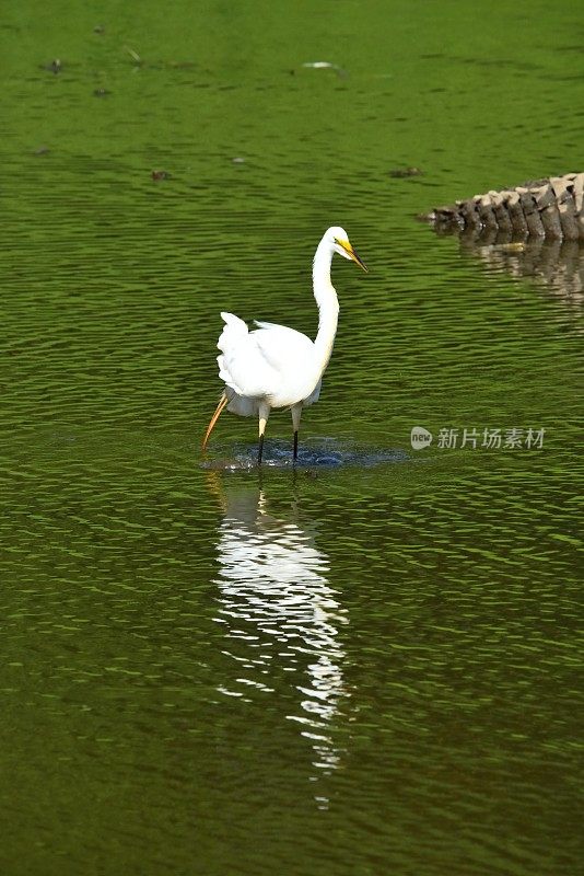 绿水中的大白鹭