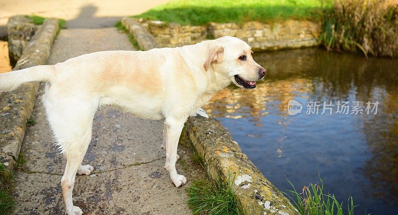 科茨沃尔德的拉布拉多寻回犬