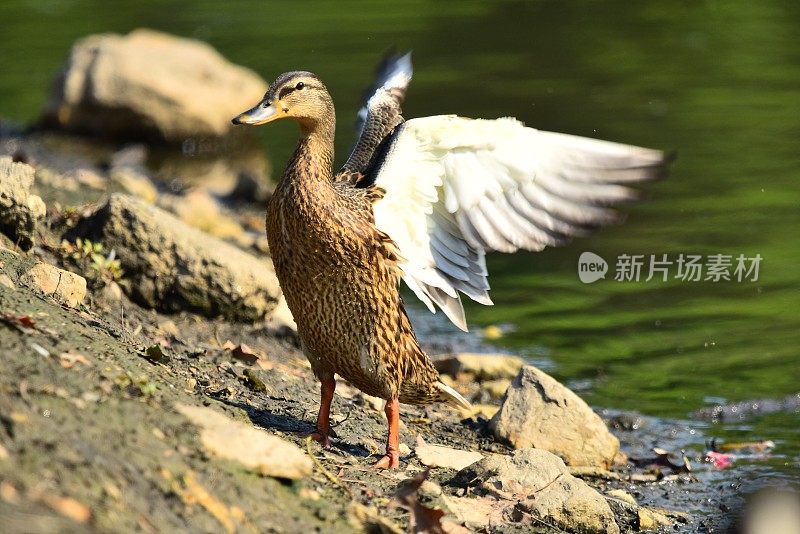 母绿头鸭扇动翅膀