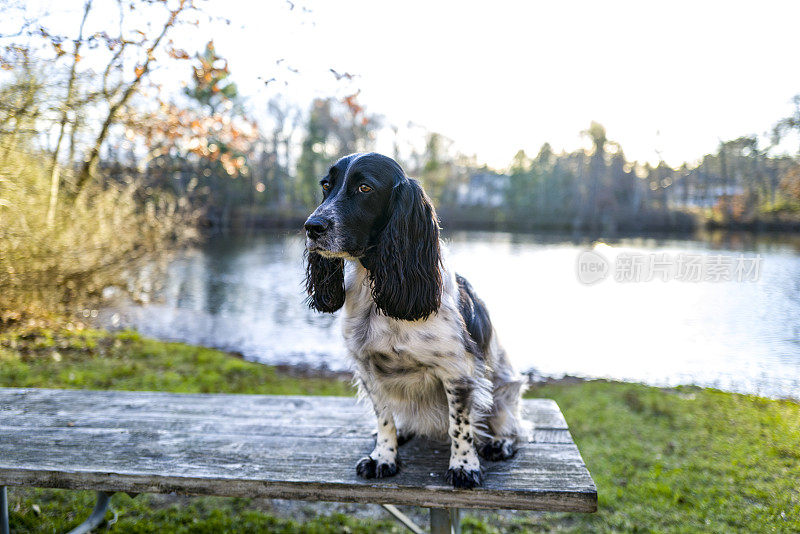 英国可卡犬在户外玩得很开心!