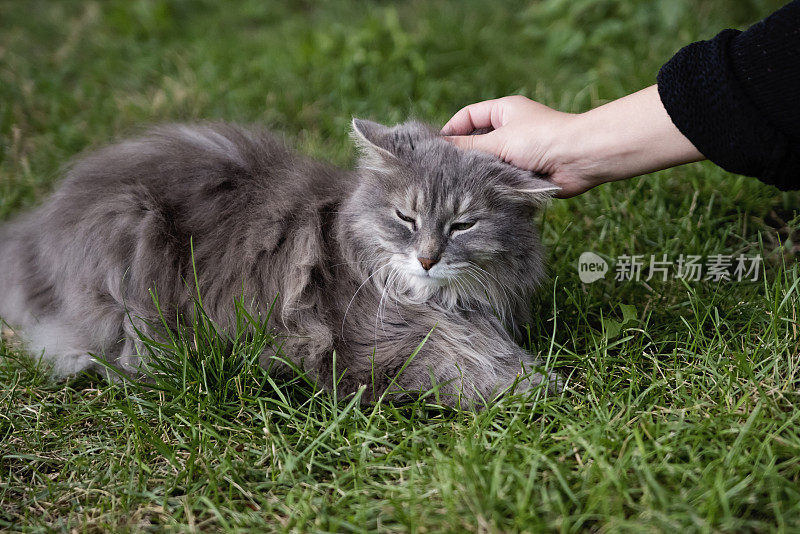 漂亮的长毛灰猫在草地上被抚摸