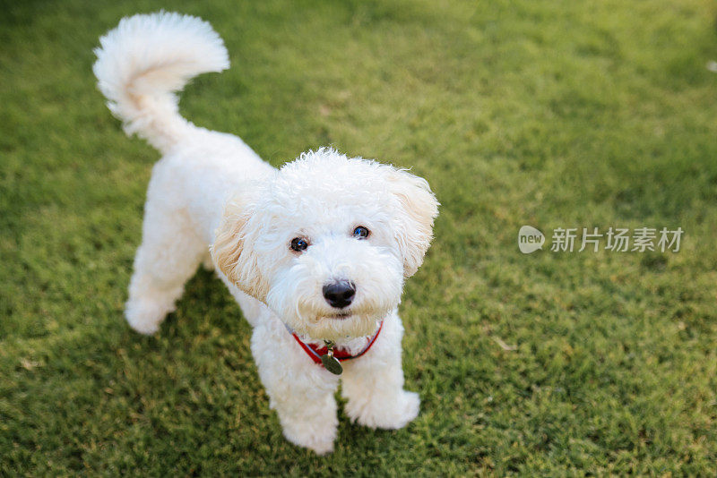 白色小猎犬喘息的特写镜头