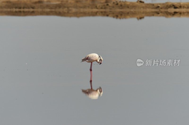 火烈鸟