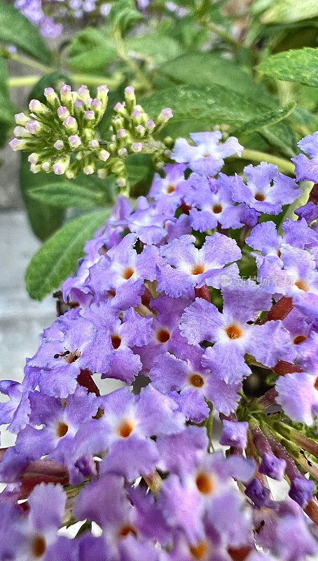 紫色的花醉鱼草属植物