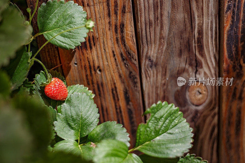 草莓植物紧挨着木栅栏