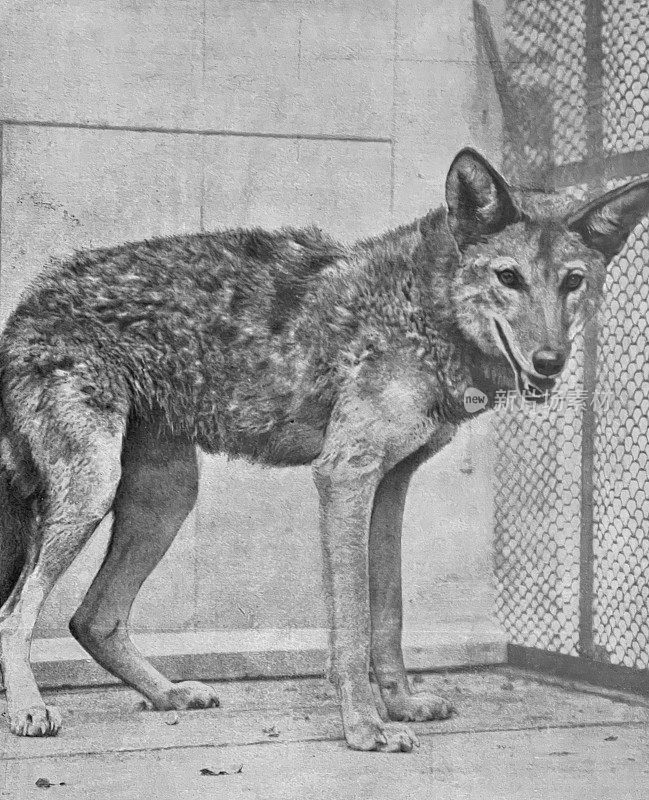 柏林动物园-来自墨西哥的草原狼