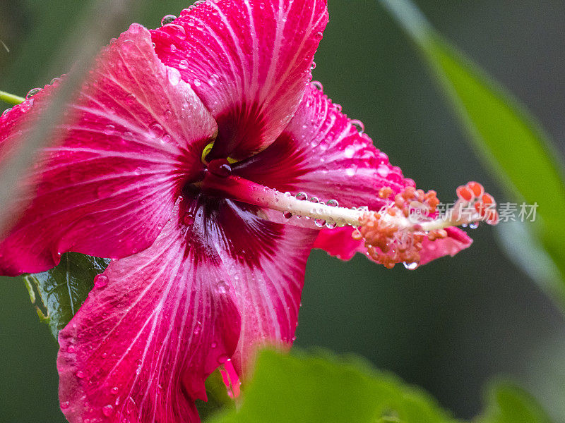 夏威夷芙蓉