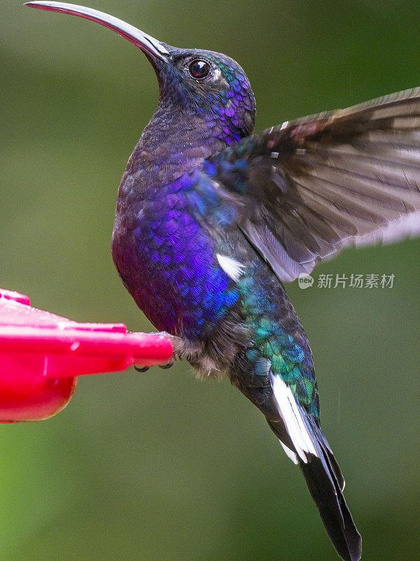 蒙特维达云森林，一只紫色剑翼鸟在喂鸟口