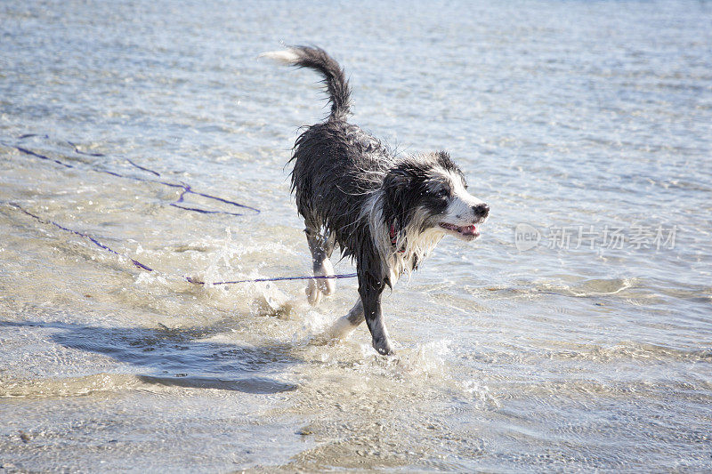 边境牧羊犬小狗在海滩