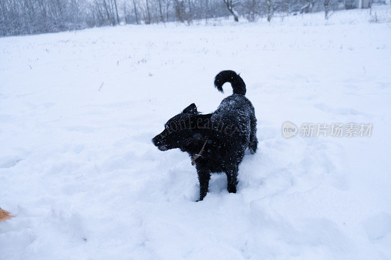 雪地里的乐趣