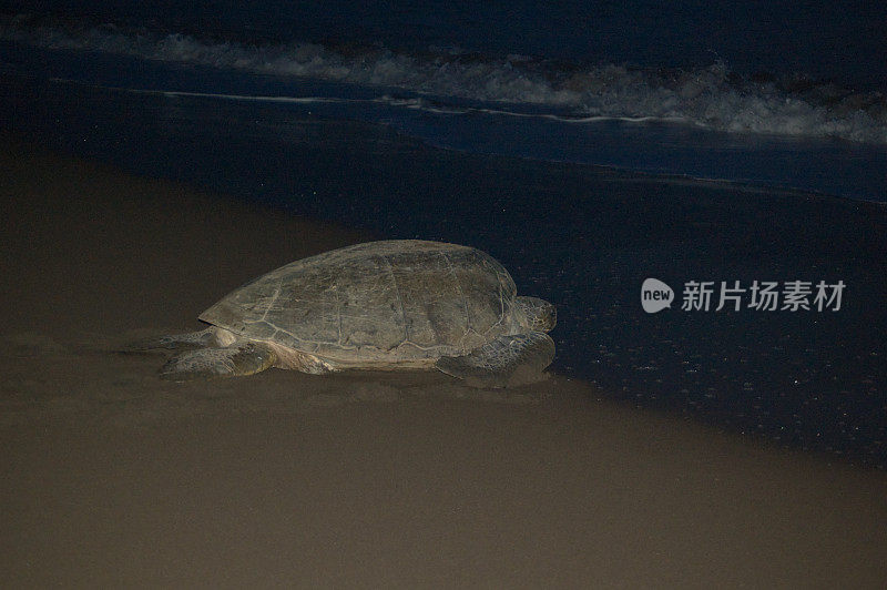 乌龟把蛋留在沙滩上的一个洞里，走到海里去了。哥斯达黎加托图盖罗的夜景。