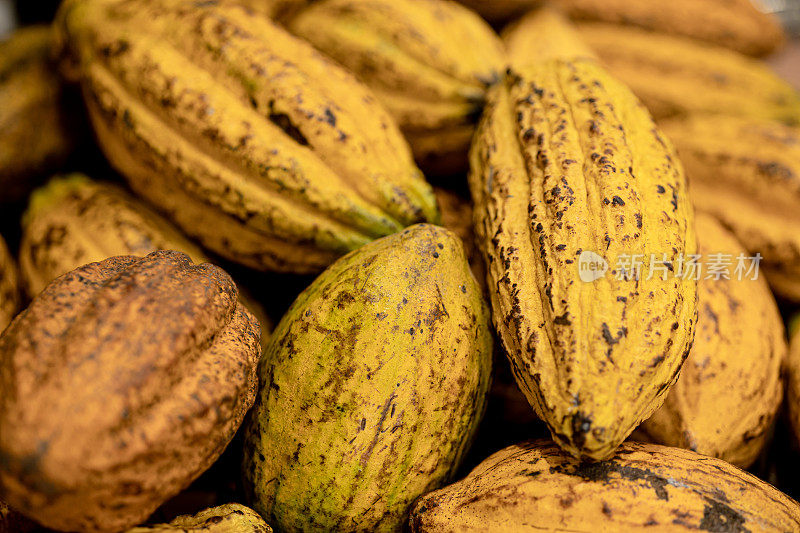 可可豆果天然植物种子，用于制作巧克力原料