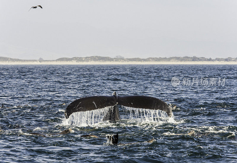 座头鲸和海狮在加利福尼亚蒙特利湾觅食