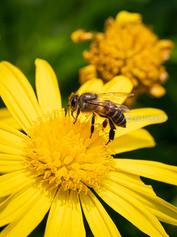黄色花朵上的蜜蜂，宏观特写