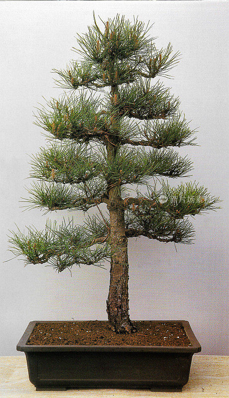 近景形象正式直立(Chokkan)风格的盆景树，松树(Pinus)盆景工作室拍摄，白色背景