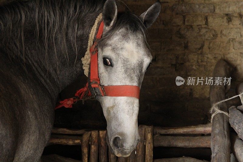 牲口棚里的纯种马