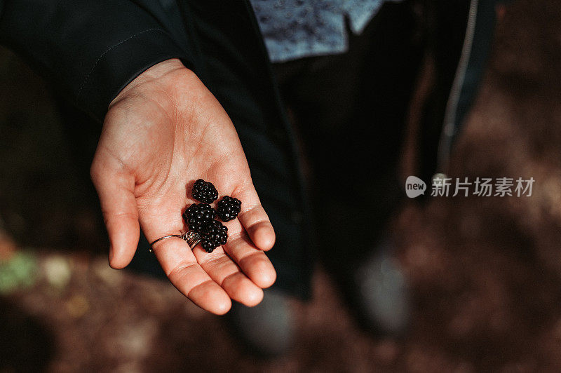 女性在森林里采摘黑莓。