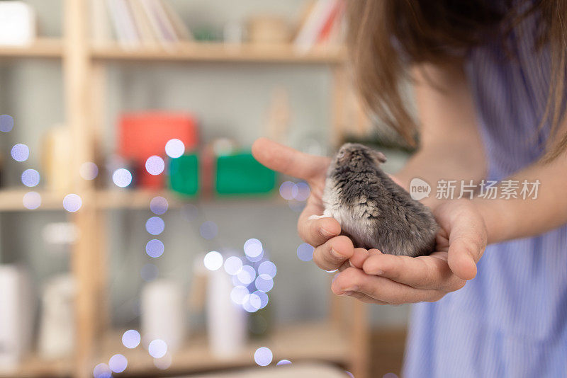 一个陌生女孩得到了一只仓鼠作为圣诞礼物