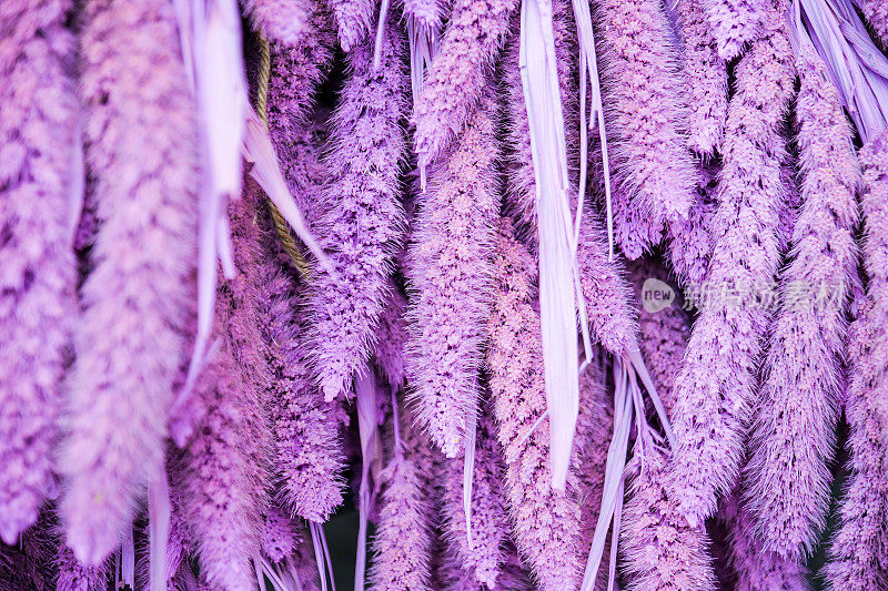 一种强烈而娇嫩的带紫色和淡紫色阴影的薰衣草花