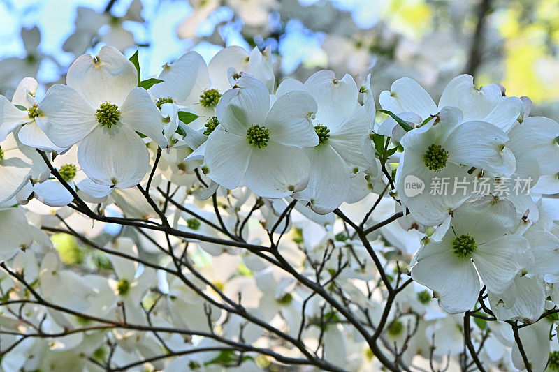 开花山茱萸白度