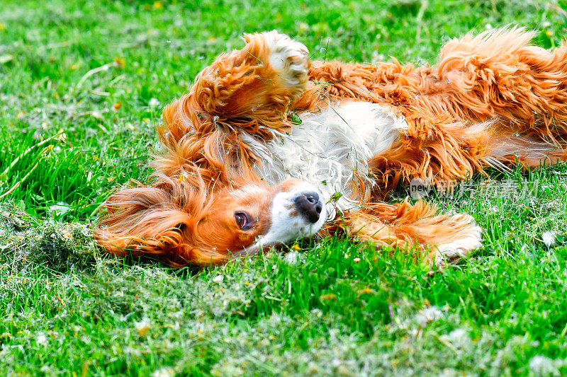 可爱的狗在草地上打滚