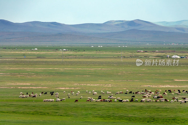 蒙古包和牧群的蒙古景观