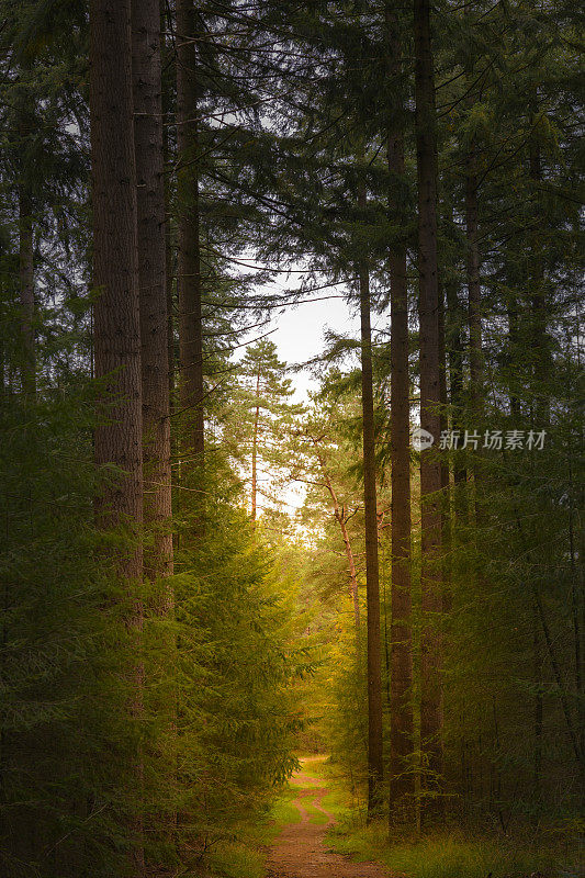 在秋天，穿过金色树叶的山毛榉树林