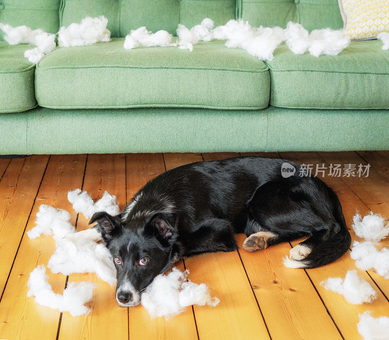 边境牧羊犬幼犬在一些垫子破坏后