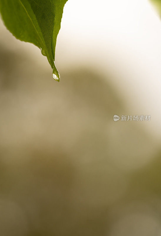 雨珠从树叶上滴下来