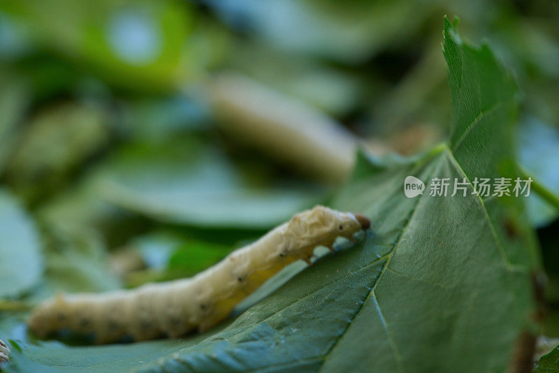 蚕模糊的背景