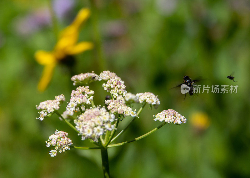 模糊运动苍蝇和野花特写