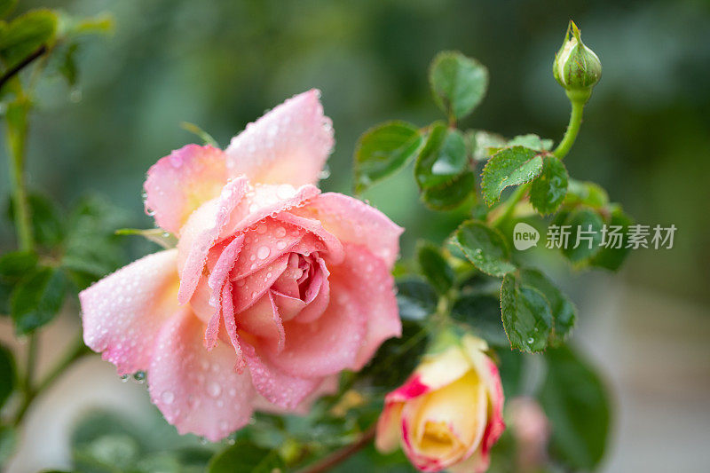 雨后粉红色和橙色玫瑰的特写