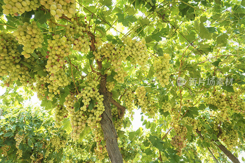 土耳其马尼萨一个葡萄园的藤蔓上长着白葡萄