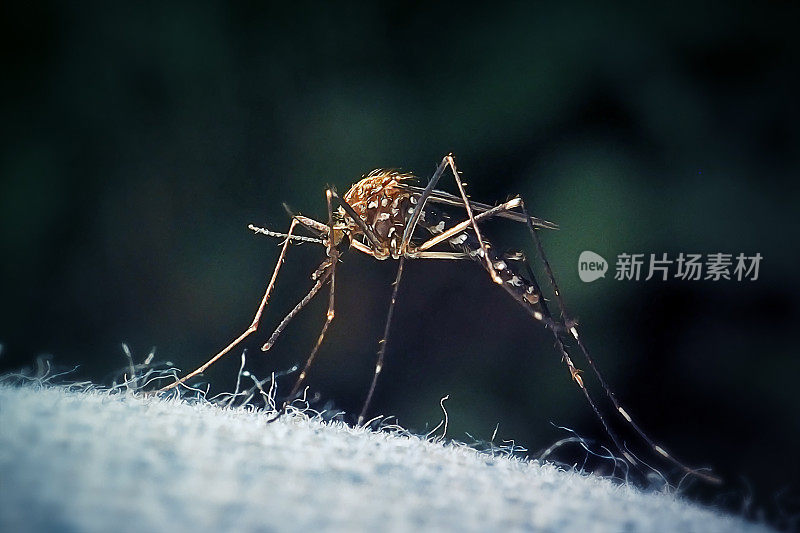 日本伊蚊亚洲丛蚊昆虫