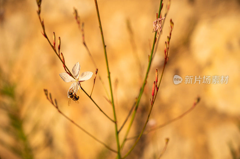 花园里的植物特写