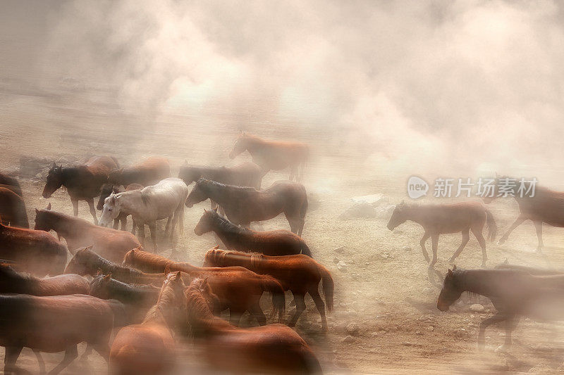 一群野马在充满戏剧性尘土的大自然中奔跑
