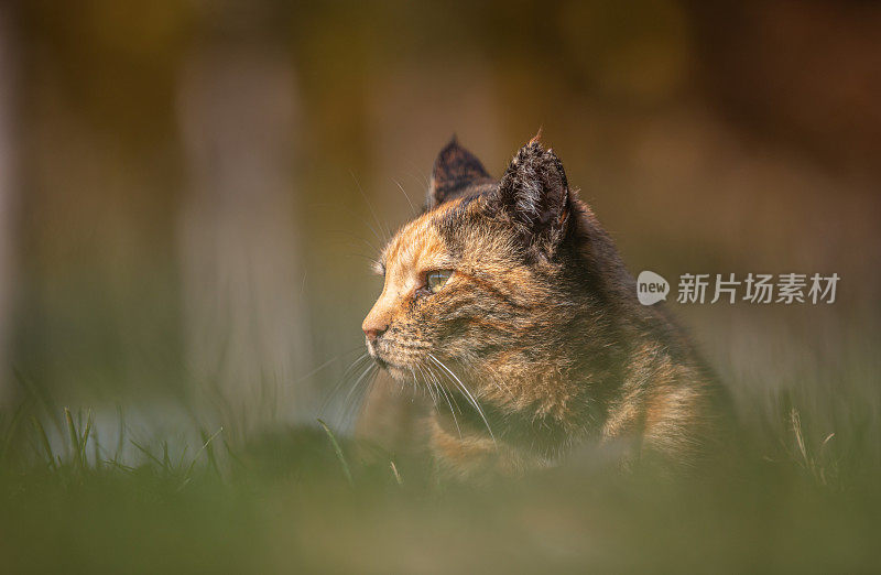 一只五颜六色的流浪猫正坐在草地上。